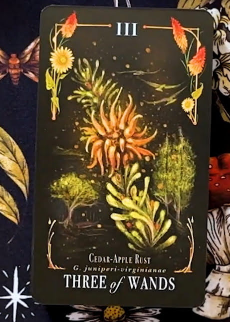 Midnight Magic: A Tarot Deck of Mushrooms